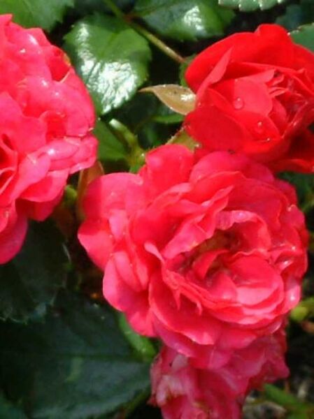 Rosa 'Gärtnerfreude ®' / Bodendeckerrose 'Gärtnerfreude'