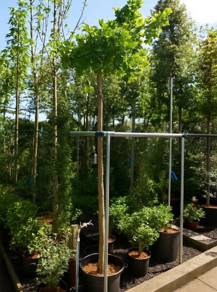 Ginkgo biloba 'Mariken' (Kugel-Ginkgobaum) als Hochstamm im Container mit runder Krone und grünen fächerförmigen Blättern.