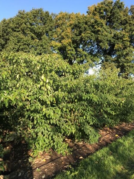 Pagoden-Hartriegel (Cornus controversa) 250–300 cm m. Db., baumförmiger Strauch mit dichtem, grünem Laub im Feldcontainer.