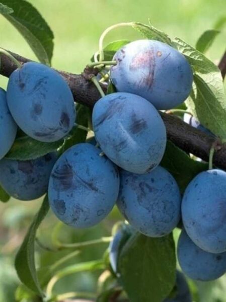 Prunus domestica 'Voyageur' / Pflaume 'Voyageur'