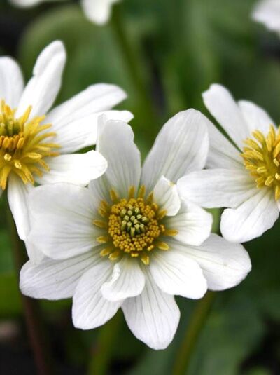 Caltha leptosepala (Weiße Sumpf-Dotterblume) mit weißen Blüten und gelber Mitte in Nahaufnahme