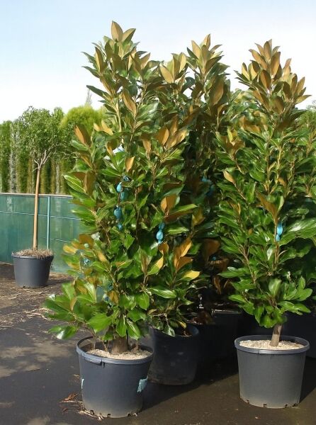 Magnolia grandiflora 'Galissonière' / Großblütige Magnolie 'Galissonière', 175-200 cm, im Container C50 mit glänzendem Laub.