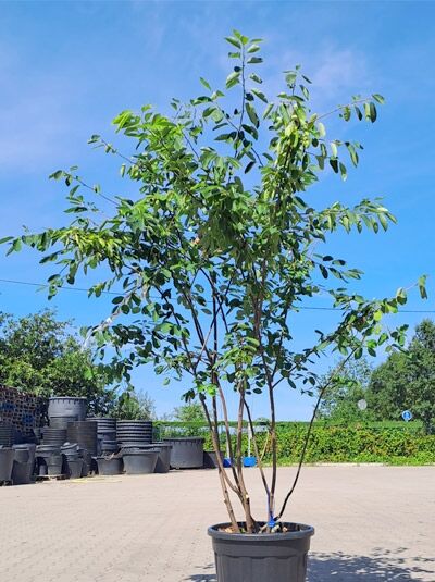 Kupfer-Felsenbirne 200 - 250 cm Schirmform / Amelanchier lamarckii (1577181)
