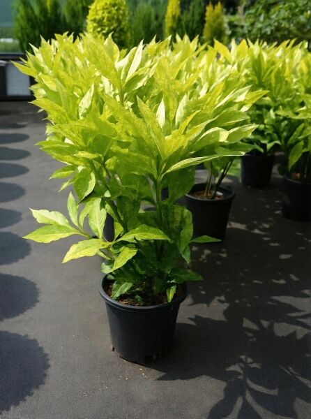 Japanische Aukube 'Crotonifolia' (Aucuba japonica 'Crotonifolia'), Goldorange 60–80 cm, C10, im schwarzen Pflanztopf mit gelbgrünem Laub