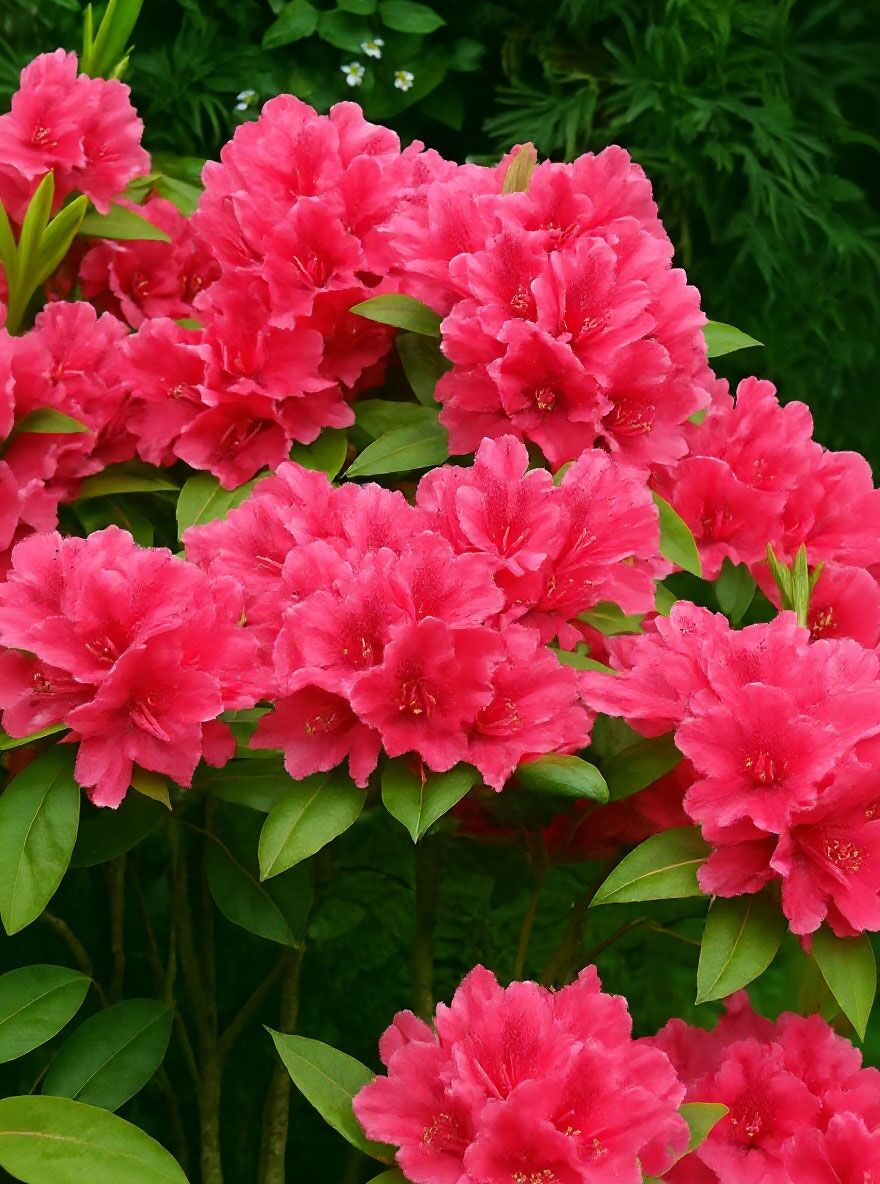 100 jahre alter rhododendron Rhododendron, Purple Elegans – Chalet main image 1