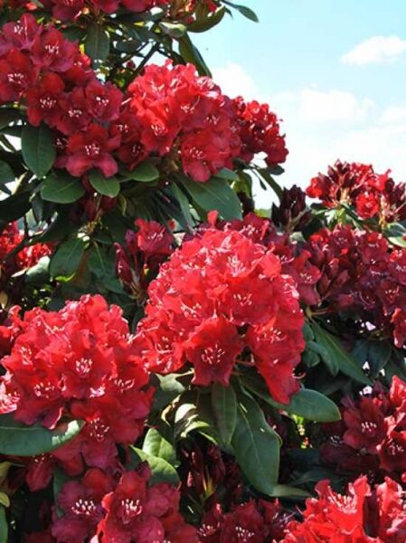 Rhododendron Hybride 'Sammetglut' / Rhododendron 'Sammetglut'