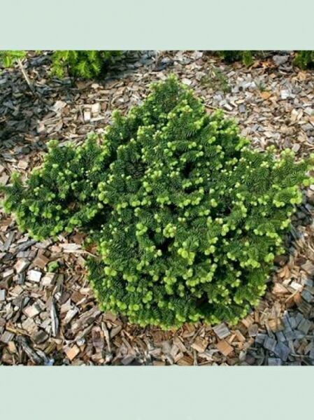 Zwerg-Balsamtanne / Abies balsamea 'Nana'