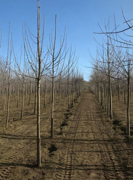 Apfel „James Grieve“ (Malus domestica 'James Grieve') Hochstamm 14-16 StU mit Drahtballierung, laubloser Baum in Reihe im Feld