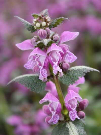 Gefleckte Garten-Taubnessel 'Chequers' / Lamium maculatum 'Chequers'