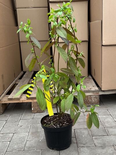Amerikanische Rosmarinweide &#039;Henry&#039;s Garnet&#039; / Itea virginica &#039;Henry&#039;s Garnet&#039;