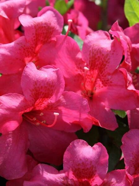 Rhododendron obtusum 'Fiener' / Japanische Azalee 'Fiener'