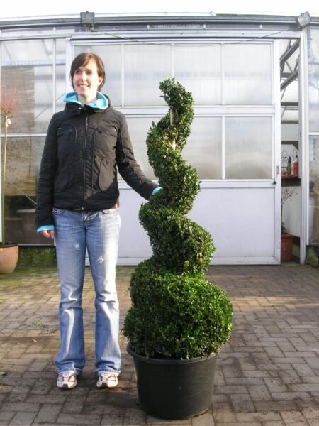 Buchsbaum (Buxus sempervirens) 'Jumbo-Spirale' 100-125 cm m. B., spiralförmig geschnittener Solitär im Topf