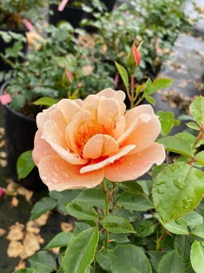 Rosa 'SEE YOU ® in Apricot' / Beetrose 'SEE YOU ® in Apricot' mit apricotfarbener Blüte und grünen Blättern