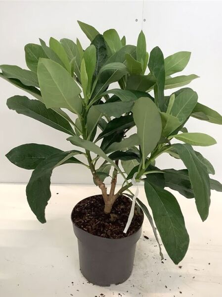 Japanischer Papierbusch (Edgeworthia chrysantha) 40–60 cm C4 im Topf, mehrtriebiger Strauch mit grünen, lanzettlichen Blättern.