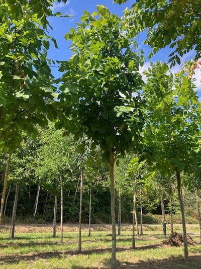 Amerikanisches Gelbholz (Cladrastis kentukea/Cladrastis lutea) Hochstamm 16-18 StU mit Drahtballen, belaubter Stamm im Feld