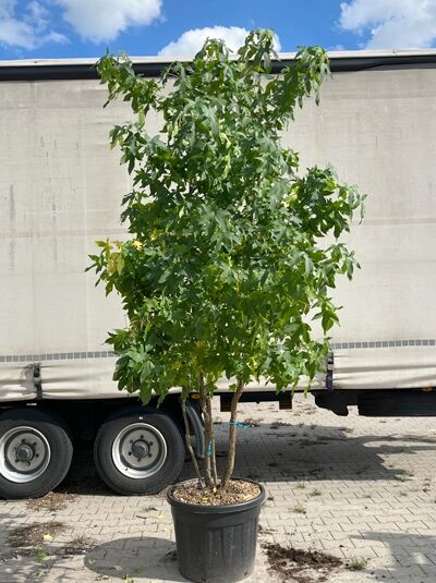 Amerikanischer Amberbaum 275 - 300 cm 'mehrstämmig' / Liquidambar styraciflua (1577302)