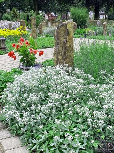 Garten-Perlkörbchen 'Sommerschnee' (Anaphalis triplinervis) als bodendeckender Horst mit silbrigem Laub und weißen Blütenständen.