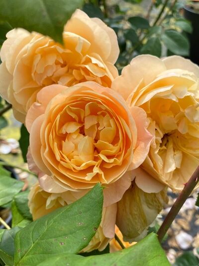 Englische Rose 'Roald Dahl' / Englische Rose 'Roald Dahl'