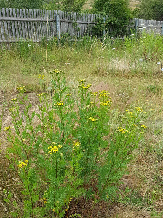 Heimischer Rainfarn / Tanacetum vulgare kaufen