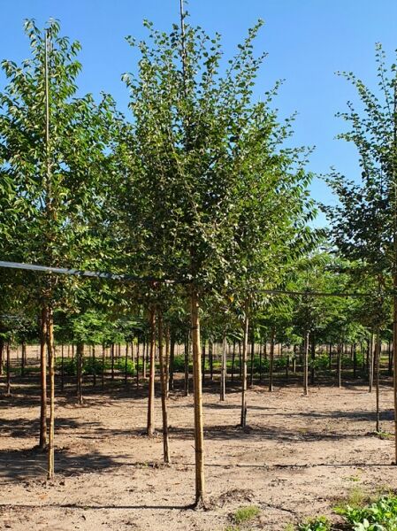 Echter Rotdorn 'Paul's Scarlet' / Crataegus laevigata 'Paul's Scarlet'