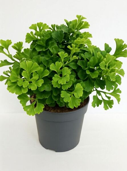 Kugel-Ginkgobaum Ginkgo biloba 'Mariken', 40–50 cm, im C10-Topf, kompakter Wuchs mit fächerförmigen grünen Blättern.