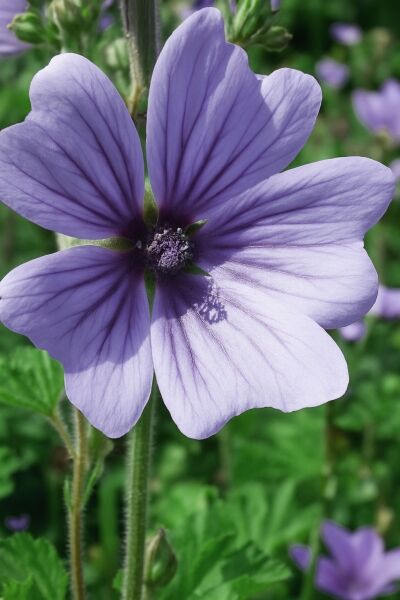 Garten-Malve 'Marina' / Malva sylvestris 'Marina'