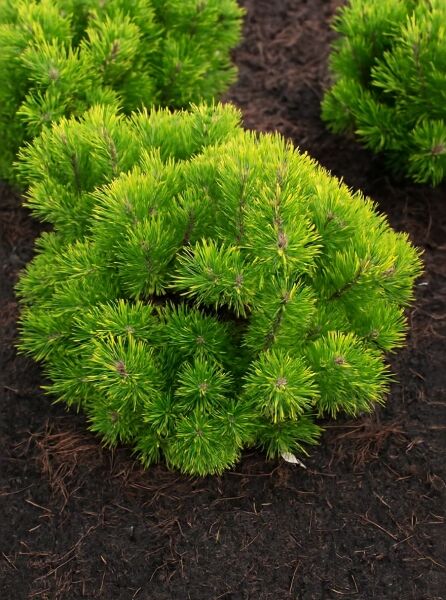 Pinus mugo 'Wintergold' (Wintergelbe Zwerg-Bergkiefer), kompakter Zwergstrauch mit dichtem, gelbgrünem Nadelpolster, 60–70 cm breit m.B.