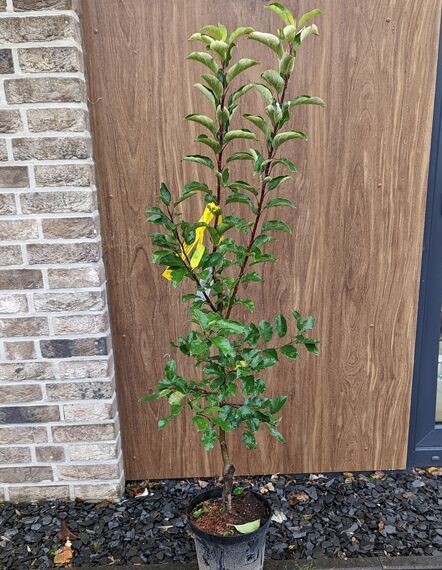 Malus domestica 'Gravensteiner ®' / Apfel 'Gravensteiner', 100-125 cm C5, junger Hochstamm im Topf mit grünen Blättern.