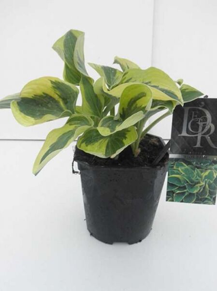 Blaue Gelbrand-Funkie 'Wide Brim' / Blaue Gelbrand-Funkie 'Wide Brim'