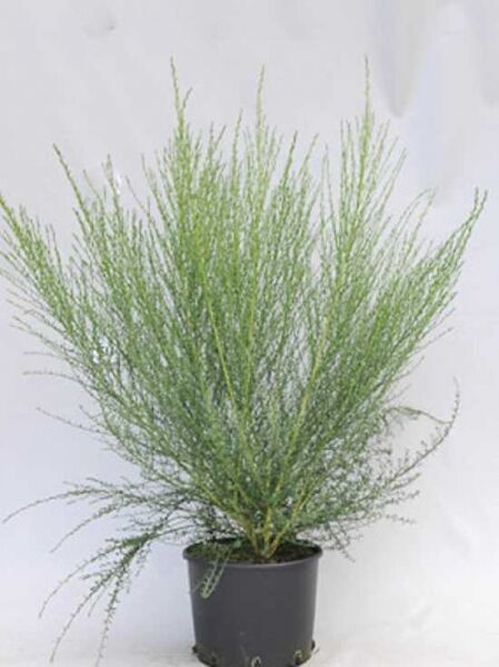 Cytisus scoparius (Besenginster), grüner Strauch im Pflanztopf mit vielen feinen, aufrechten Trieben