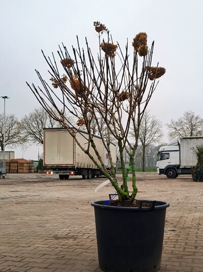Rispen-Hortensie Hydrangea paniculata 'Silver Dollar', schirmform, 125-150 cm, im Container, mehrstämmig mit braunen Blütenständen.