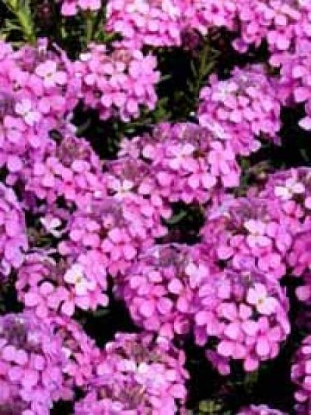 Armenisches Steintäschel 'Warley Rose' / Aethionema armenum 'Warley Rose'