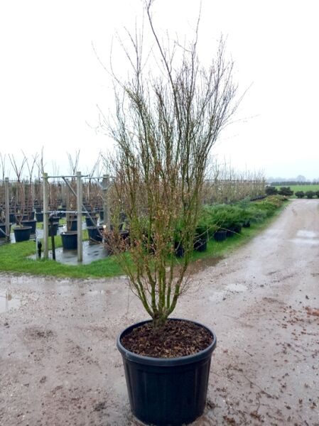 Japanischer Schmetterlings-Ahorn (Acer palmatum 'Butterfly') 200–250 cm, mehrstämmiger Fächerahorn im Topf C180 ohne Laub