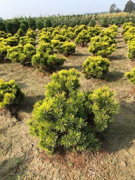 Pinus mugo 'Ophir' / gelbe Zwergkiefer / Bergkiefer 'Ophir'