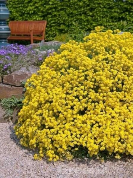 Aurinia saxatilis / Felsen-Steinkraut
