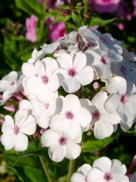 Frühsommer Phlox 'Jill' / Phlox arendsii 'Jill'