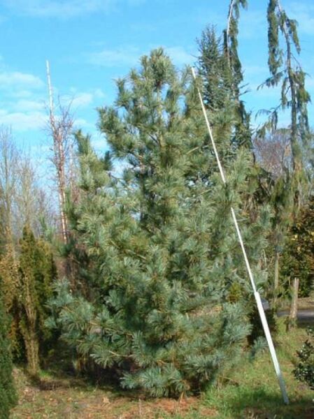 Pinus koraiensis 'Glauca' / Blaue Korea-Kiefer, großer Nadelbaum mit blaugrünen Nadeln, 300-400 cm, mit Drahtballen
