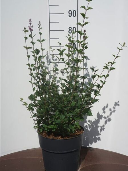 Syringa 'Josee' / Zwerg-Duftflieder 'Josee' 60-80 cm C7.5, kompakter Strauch im schwarzen Pflanztopf mit grünen Blättern