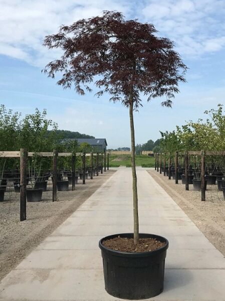 Fächer-Ahorn Acer palmatum 'Inaba shidare' Hochstamm 16-18 StU im Container, rotes, überhängendes Laub auf geradem Stamm.