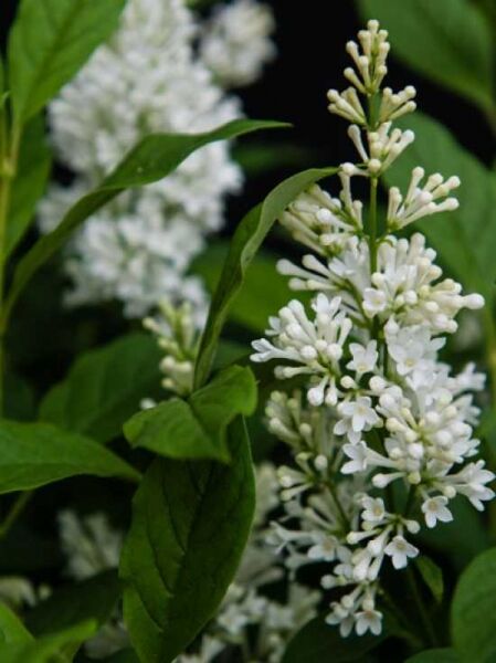 Syringa josiflexa 'Agnes Smith' / Flieder 'Agnes Smith'