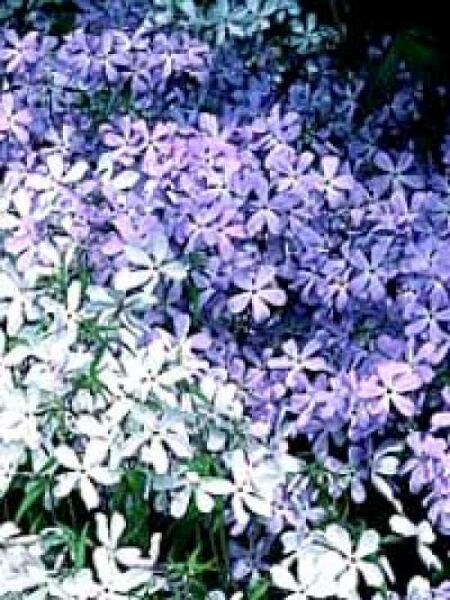 Phlox divaricata / Waldphlox