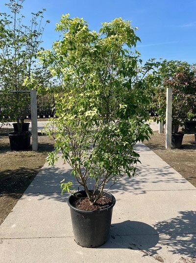 Chinesischer Blumen-Hartriegel 'Milky Way' / Cornus kousa var. chinensis 'Milky Way'