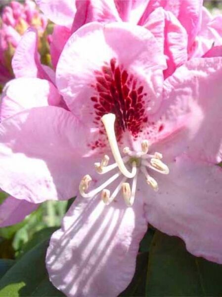 Rhododendron Hybride 'INKARHO Lady Annette de Trafford' / Rhododendron 'INKARHO Lady Annette de Trafford'