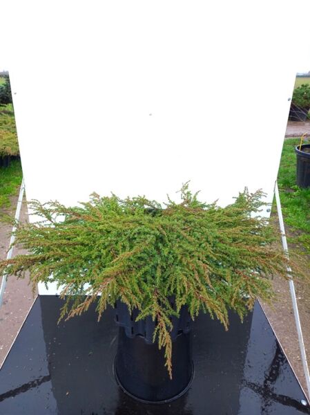 Juniperus communis 'Green Carpet' / Grüner Kriech-Wacholder, flach wachsender Bodendecker im Container C25, 60–70 cm breit