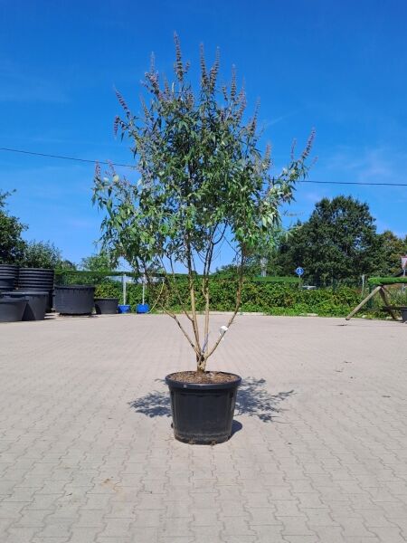 Mönchspfeffer / Keuschbaum (1577190) / Vitex agnus-castus