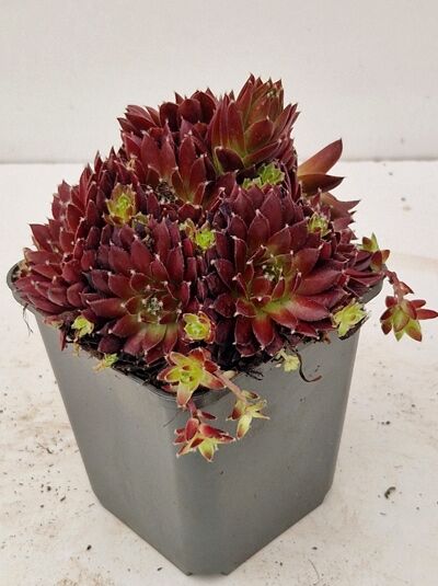 Sempervivum arachnoideum 'Silberkarneol' Hauswurz/Steinrose mit roten Rosetten im Pflanztopf P9
