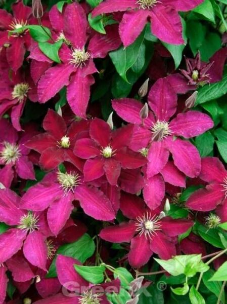 Waldrebe 'Ernest Markham' / Clematis 'Ernest Markham'