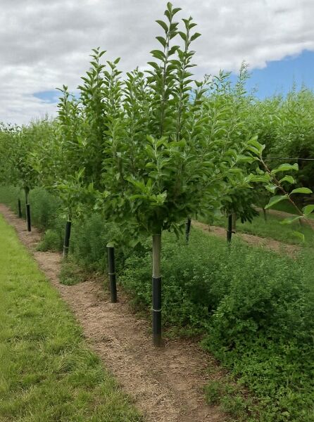 Apfel ‘Elstar’ (Malus domestica ‘Elstar’) Halbstamm 10-12 StU mit Drahtkorb, junger Baum mit grünem Laub im Feld.