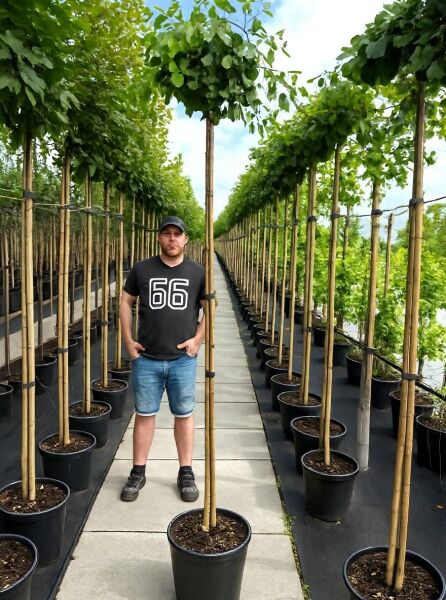 Kugel-Ginkgobaum Ginkgo biloba 'Mariken' im Container, Hochstamm mit kugeliger Krone und fächerförmigen Blättern.