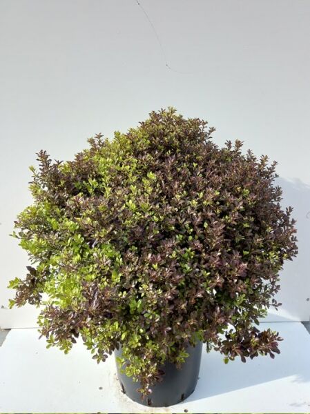 Pittosporum tenuifolium 'Tom Thumb' / Schmalblättriger Klebsame 'Tom Thumb', buschige Pflanze im Topf, 60–80 cm, C20